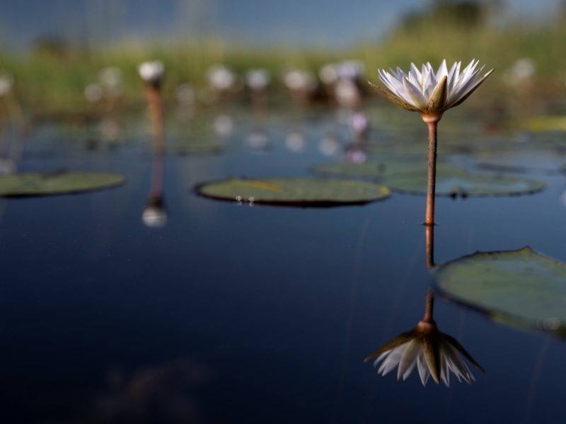 Okavango Delta Landscapes Water Lily at Singita Elela Four-Bedroom Camp