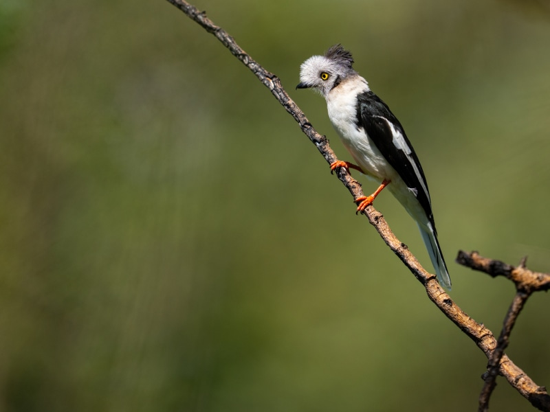 BIRD Grey Crested Helmet shrike at Singita Faru Faru Lodge