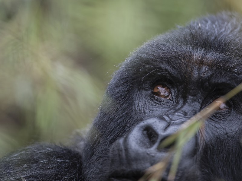 Singita Kwitonda Lodge Gorilla 12 B39I9891 at Singita Kwitonda Lodge