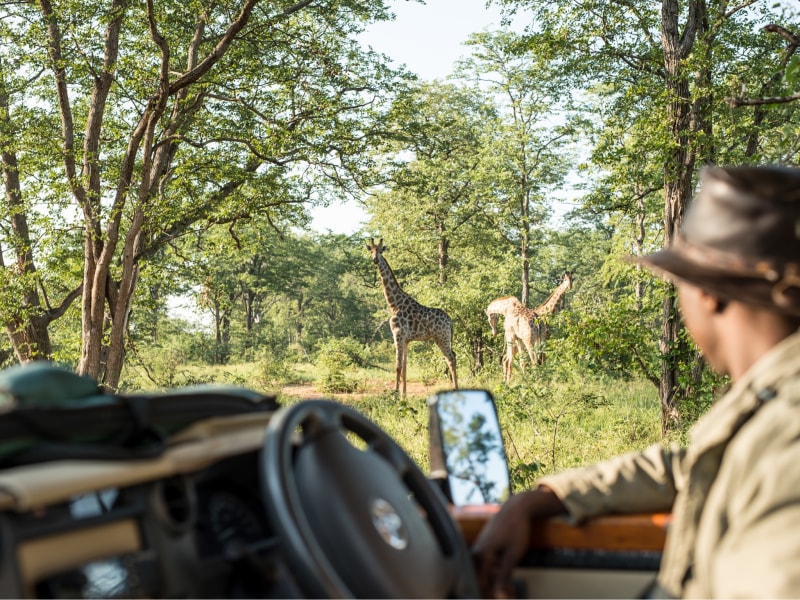 MalilangweHouse activities gamedrive at Singita Malilangwe House