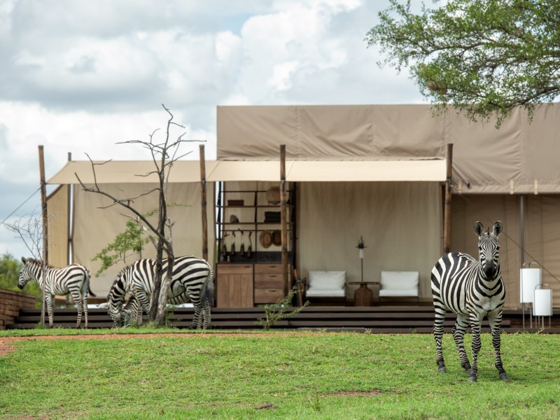 LODGE Sabora Tented Camp Wildlife Zebra Herd at Singita Sabora Tented Camp