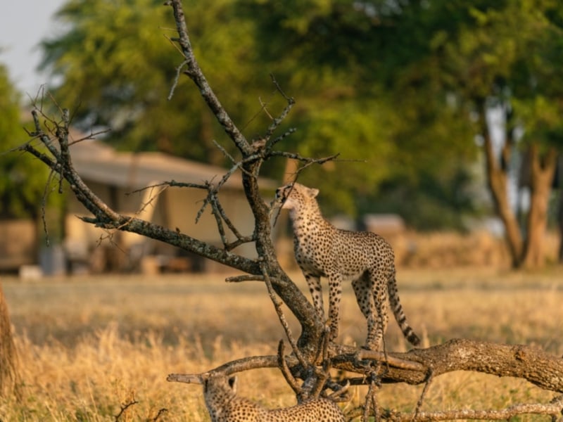 Singita Sabora8 res at Singita Sabora Tented Camp