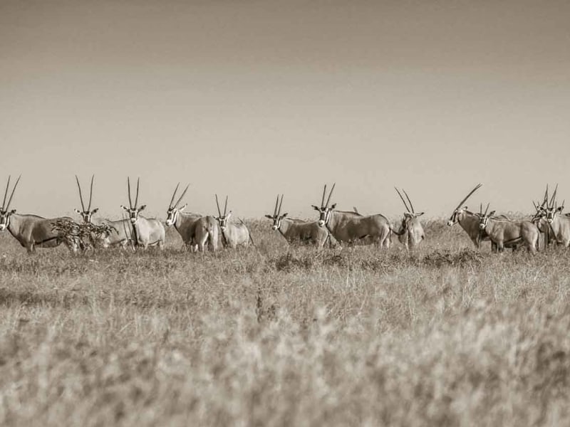 A herd of oryx