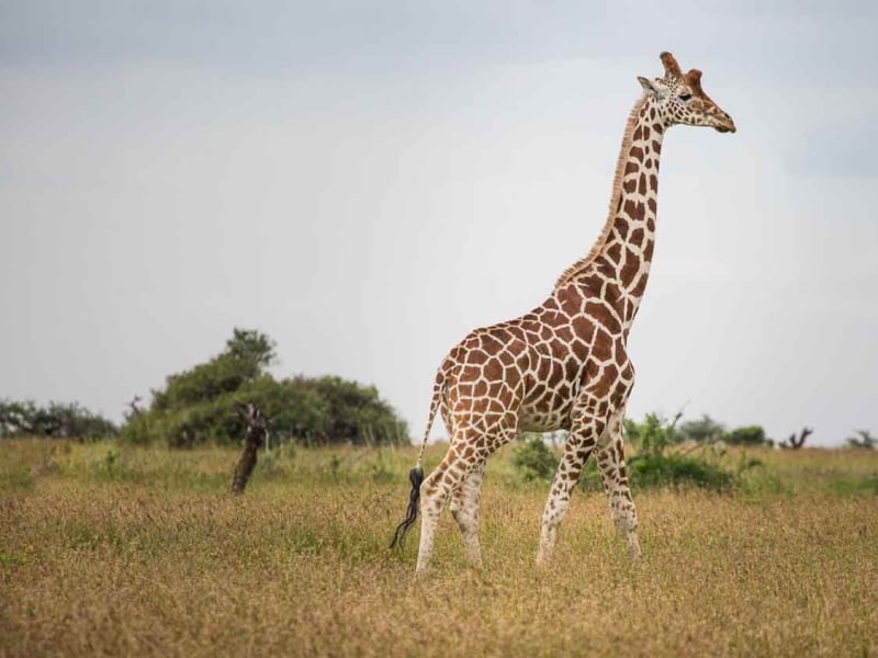 Reticulated giraffe