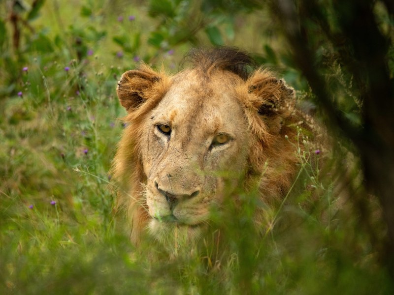 Skukuza Safari Lodge