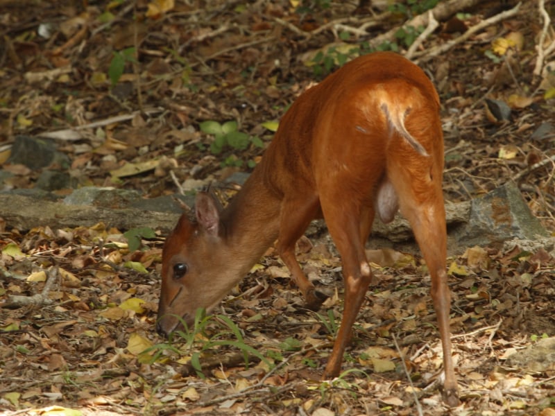 Spioenkop