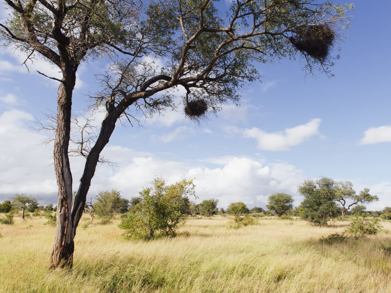 The Timbavati Private Nature Reserve, seen from Tanda Tula