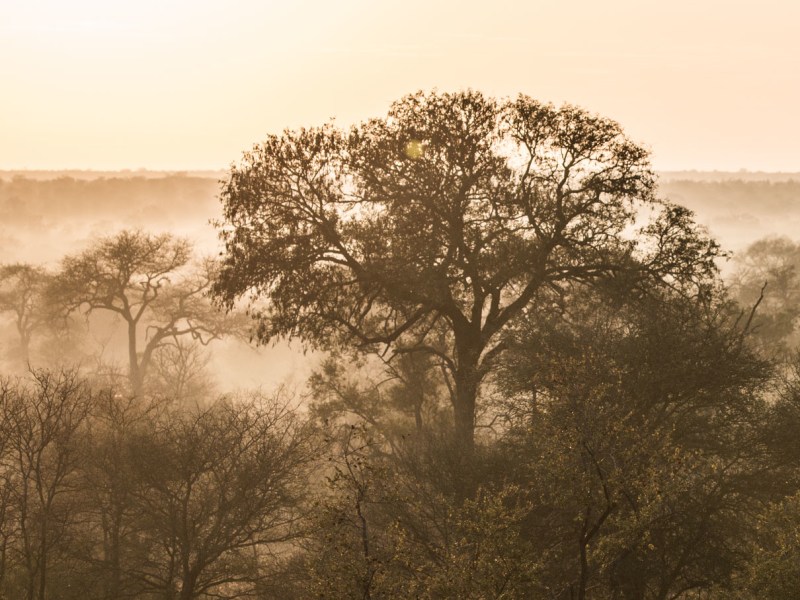 The Timbavati Private Nature Reserve, seen from Tanda Tula