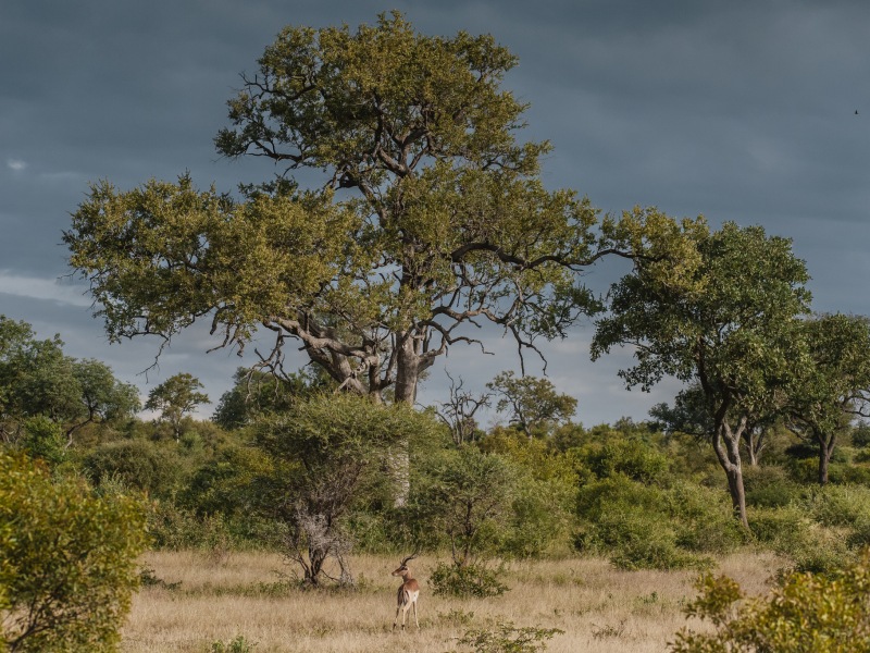 The Timbavati Private Nature Reserve, seen from Tanda Tula