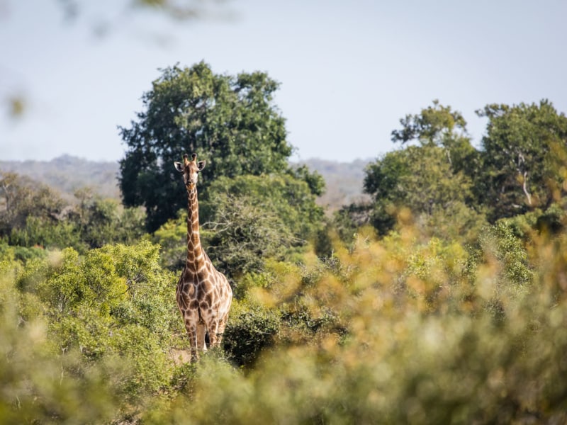 The Timbavati Private Nature Reserve, seen from Tanda Tula
