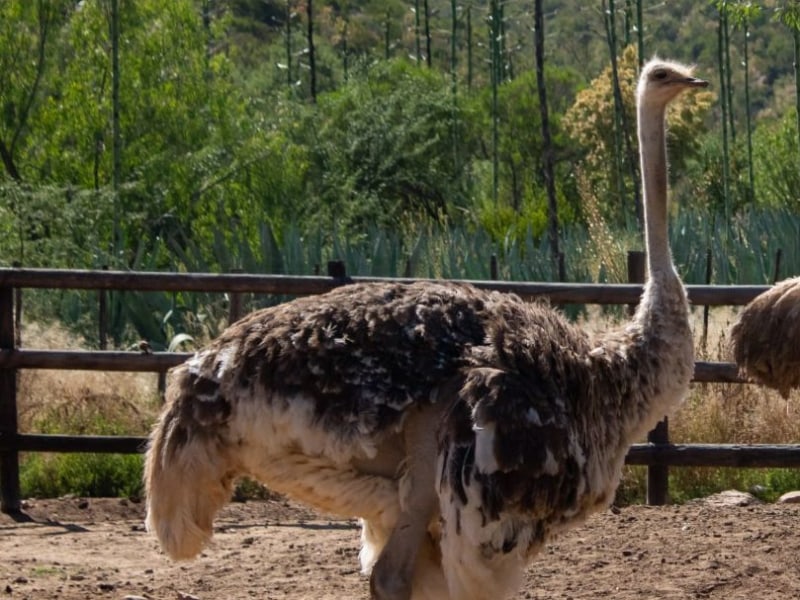 ostritch2
