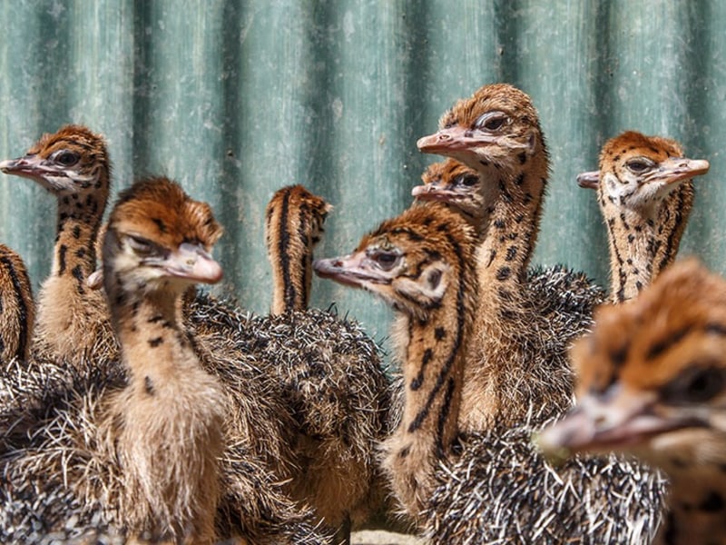 ostritchighgate