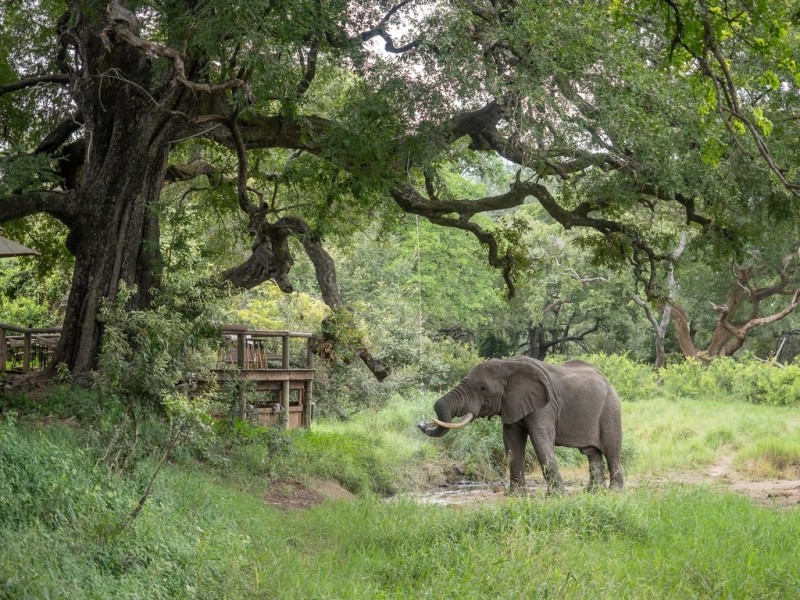Tintswalo Safari