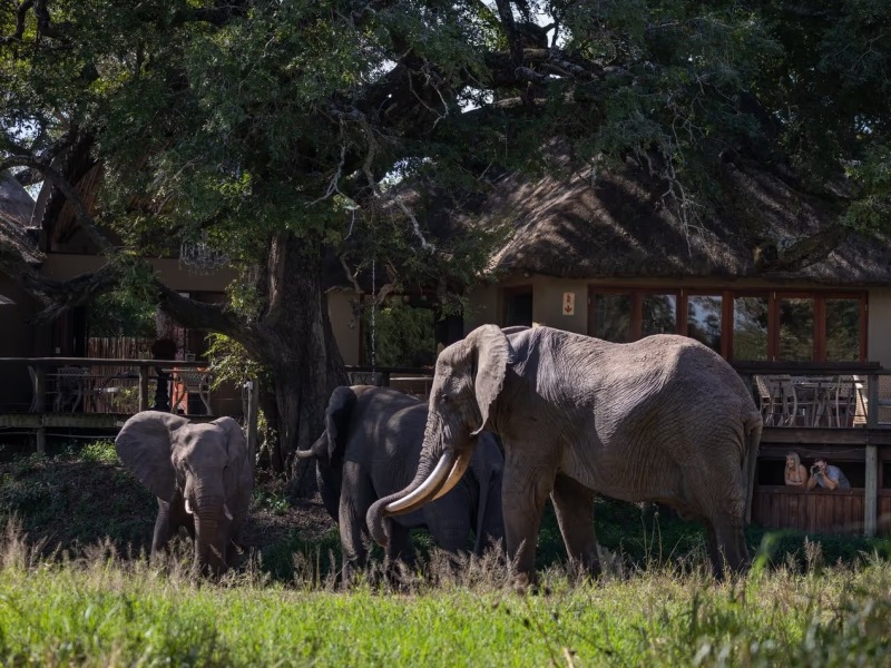 Tintswalo Safari