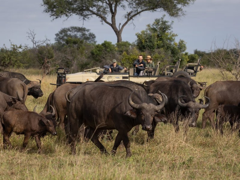 Tintswalo Safari