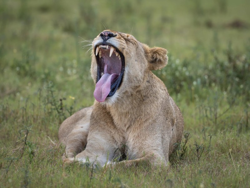 Tintswalo Safari