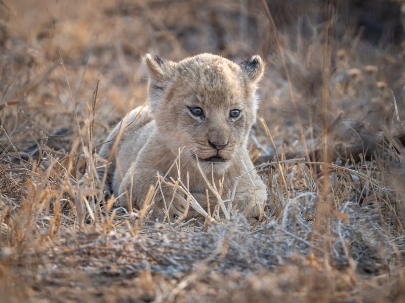Tintswalo Scops Rest