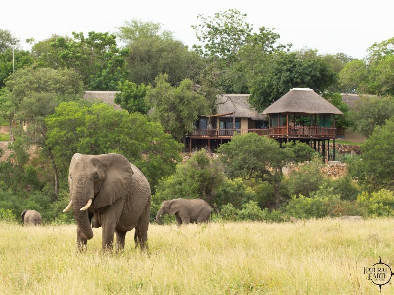 Elephants grazing below the stilted Tuskers Safari Lodge