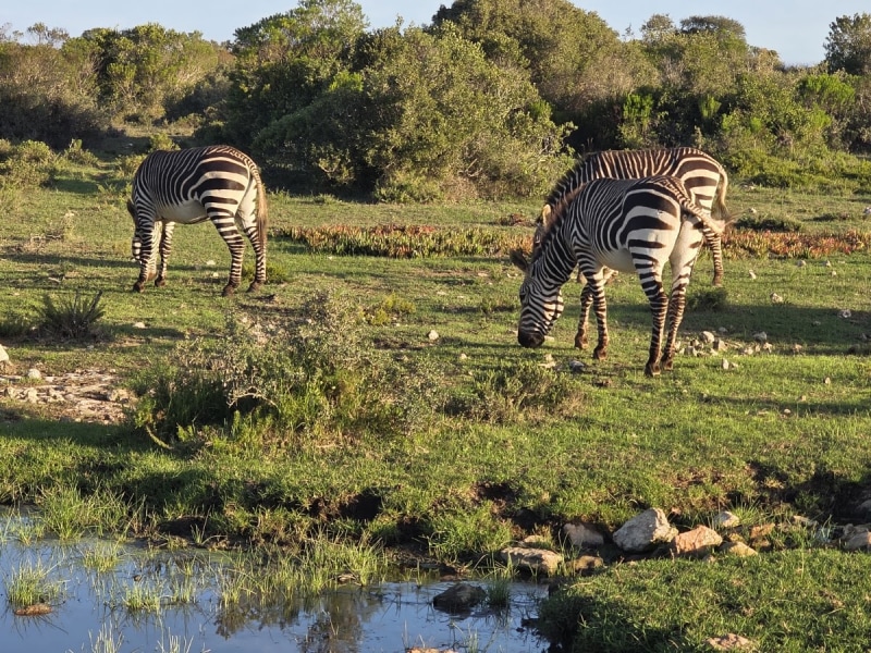 The Whale Trail (De Hoop)