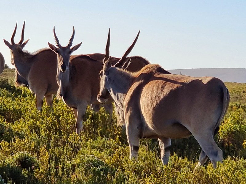 The Whale Trail (De Hoop)