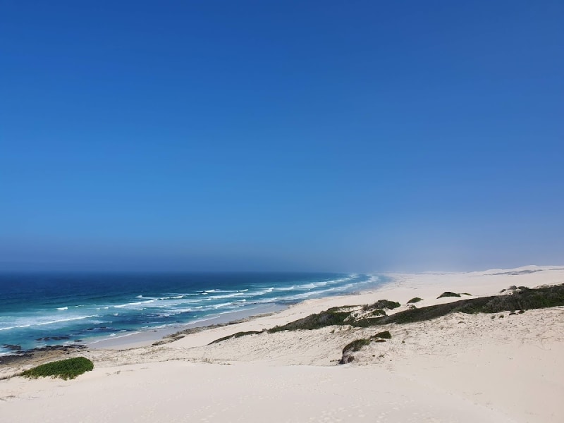 The Whale Trail (De Hoop)