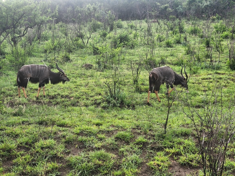 Hluhluwe-iMfolozi Park: Mpila Camp