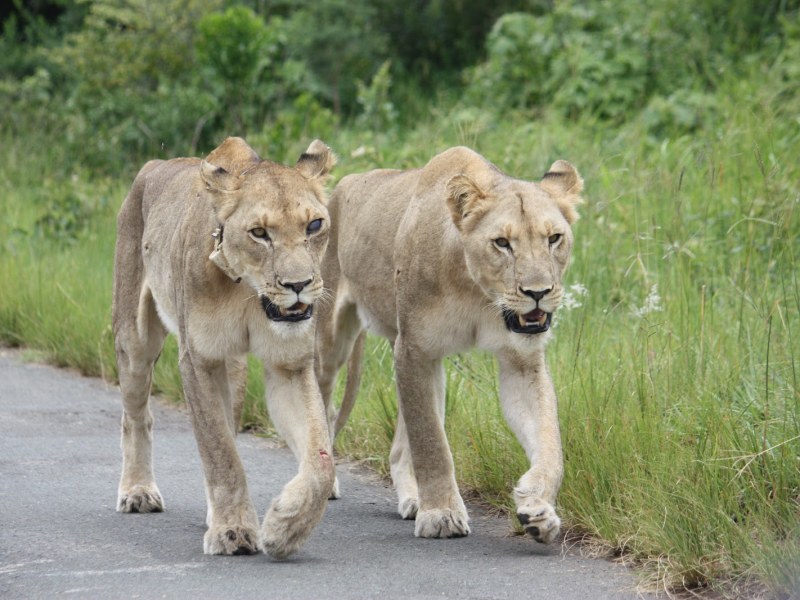 Hluhluwe-iMfolozi Park: Mpila Camp