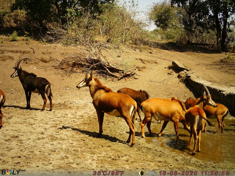 Mwembezi Gorge Bush Camp - Google Places photo