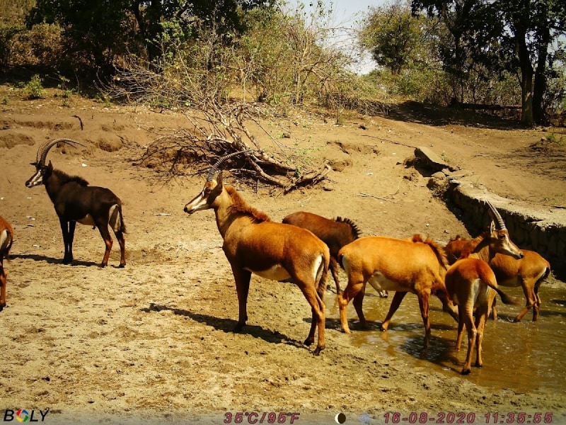 Mwembezi Gorge Bush Camp - Google Places photo