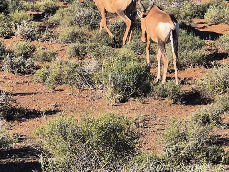Karoo National Park Rest Camp - Google Places photo