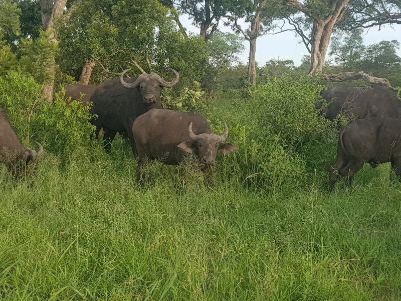 Biyamiti Bushveld Camp - Google Places photo