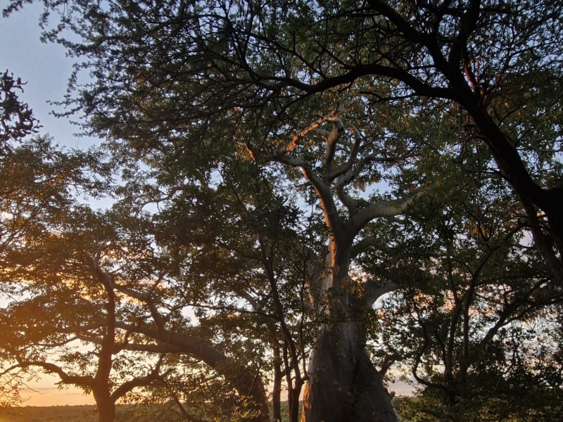 Mopani Rest Camp - Google Places photo