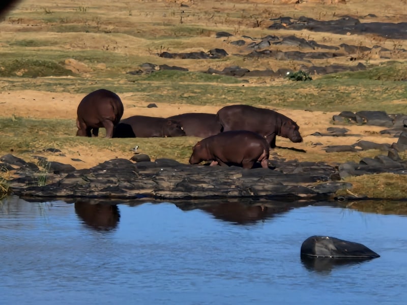 Shimuwini Bushveld Camp - Google Places photo