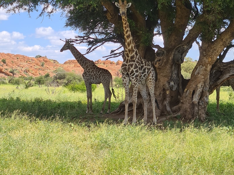Vhembe Wilderness Camp - Google Places photo
