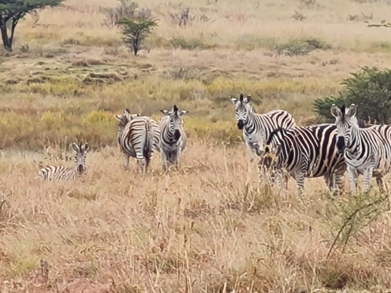 Spioenkop - Google Places photo