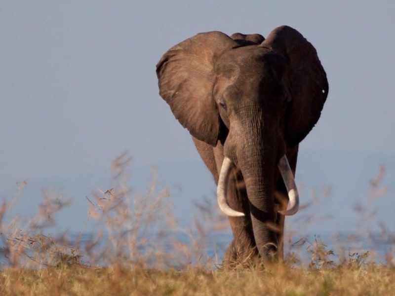 Musango Safari Camp