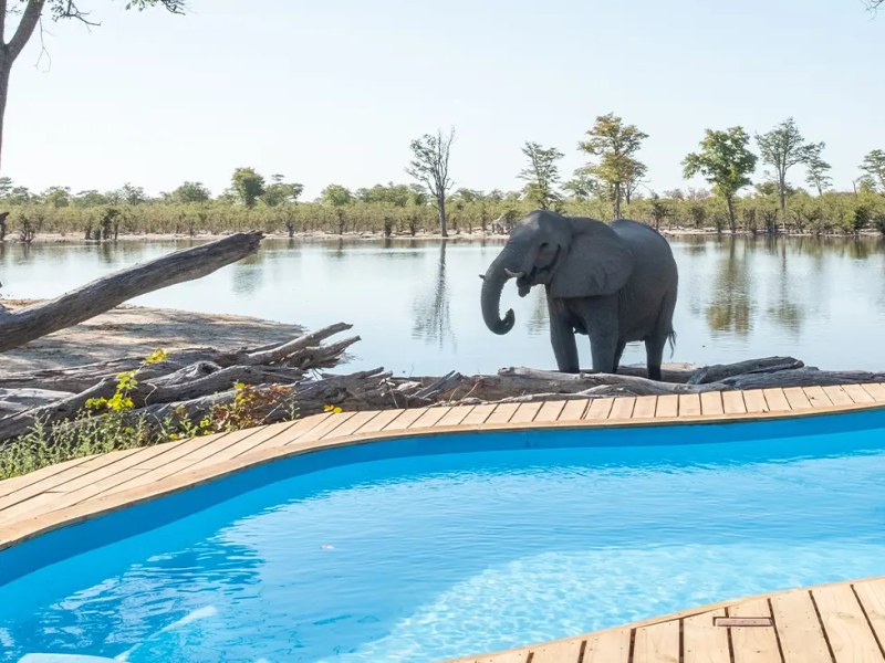 Elephant Pan