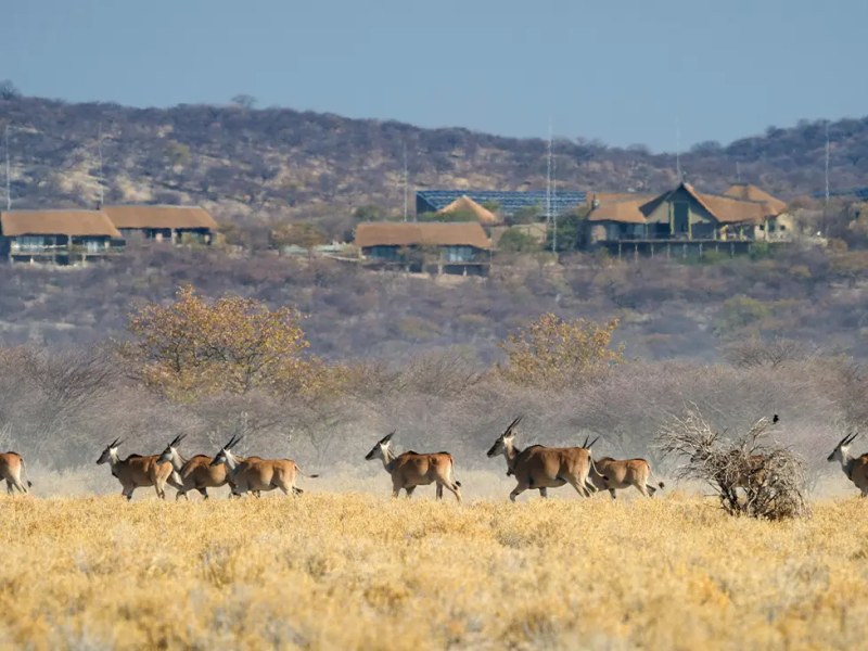 Safarihoek