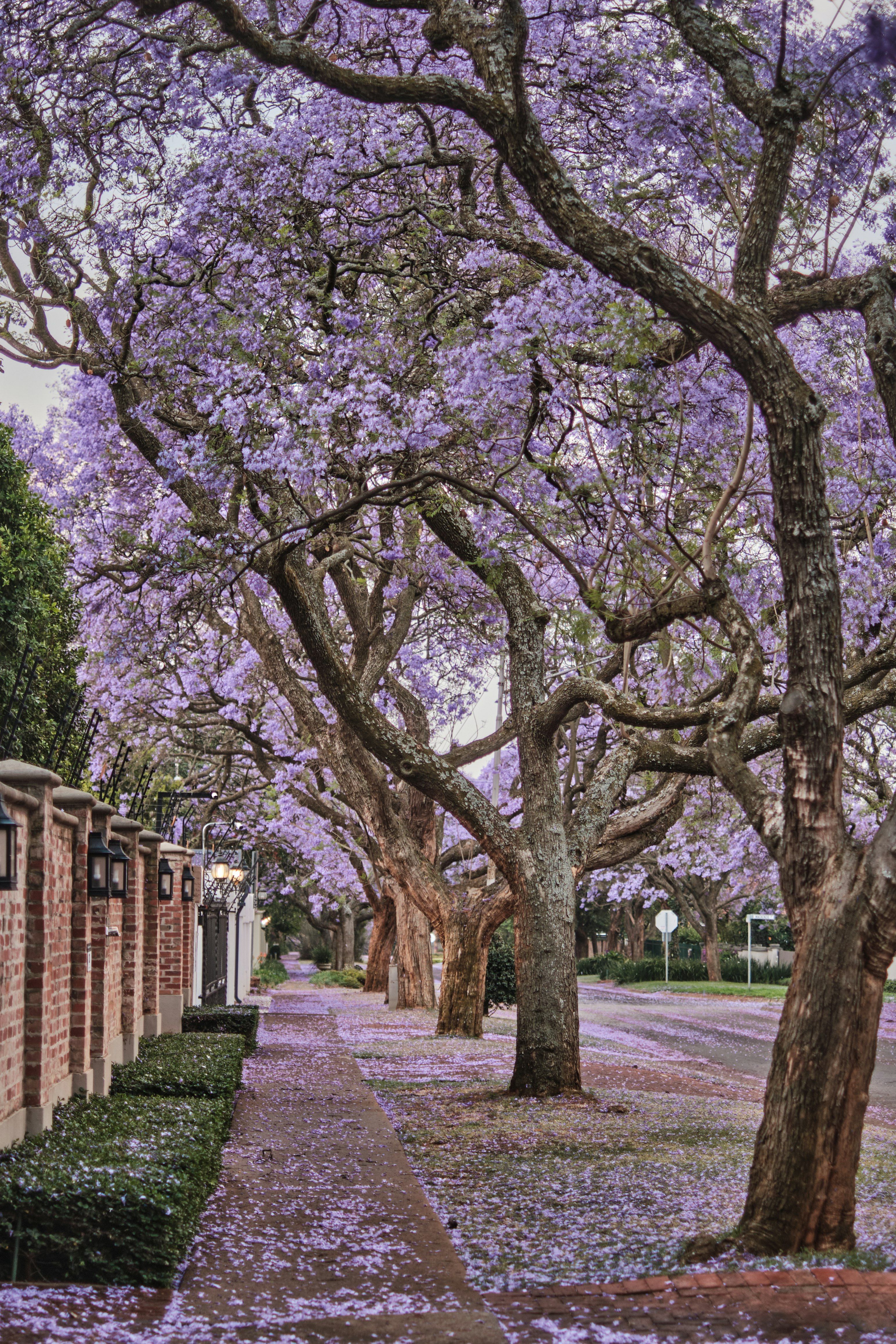 Pretoria