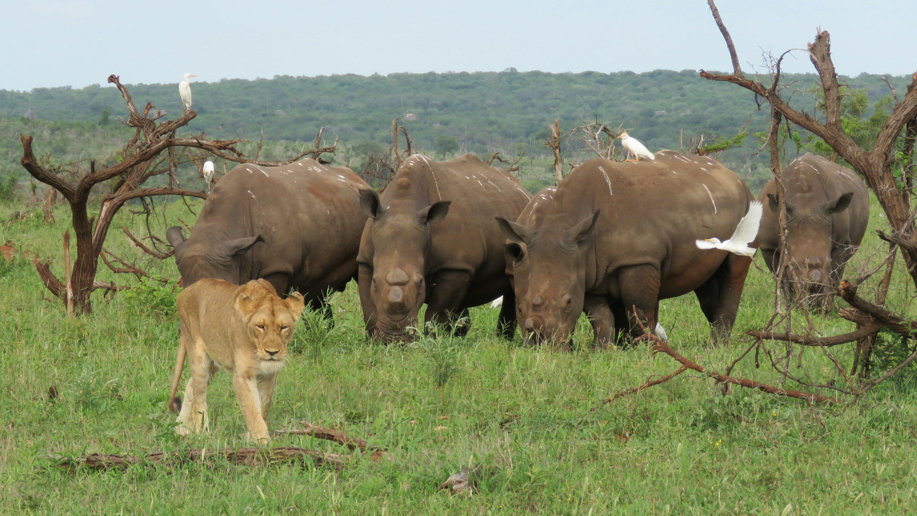 Mjejane Game Reserve