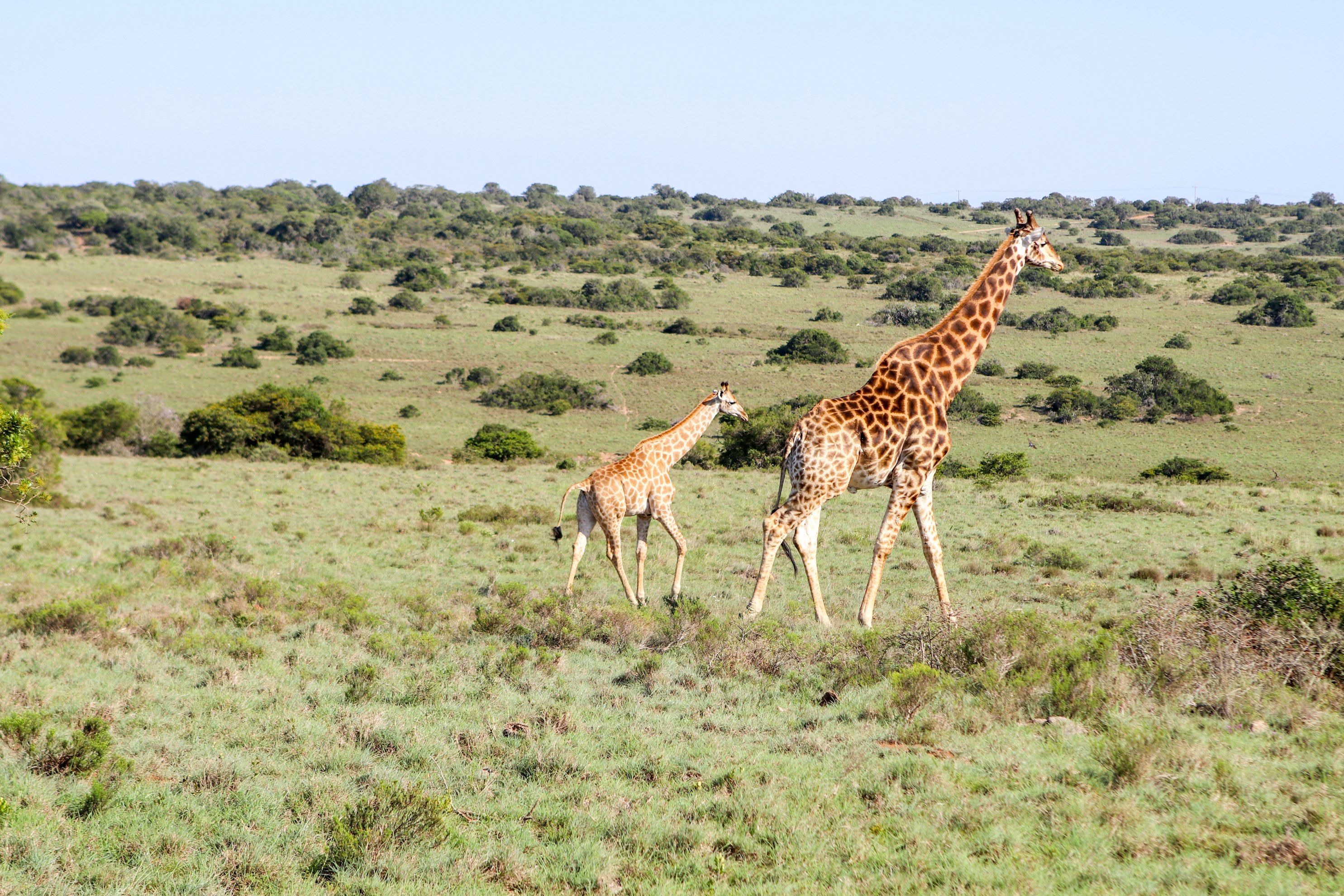 Amakhala Game Reserve