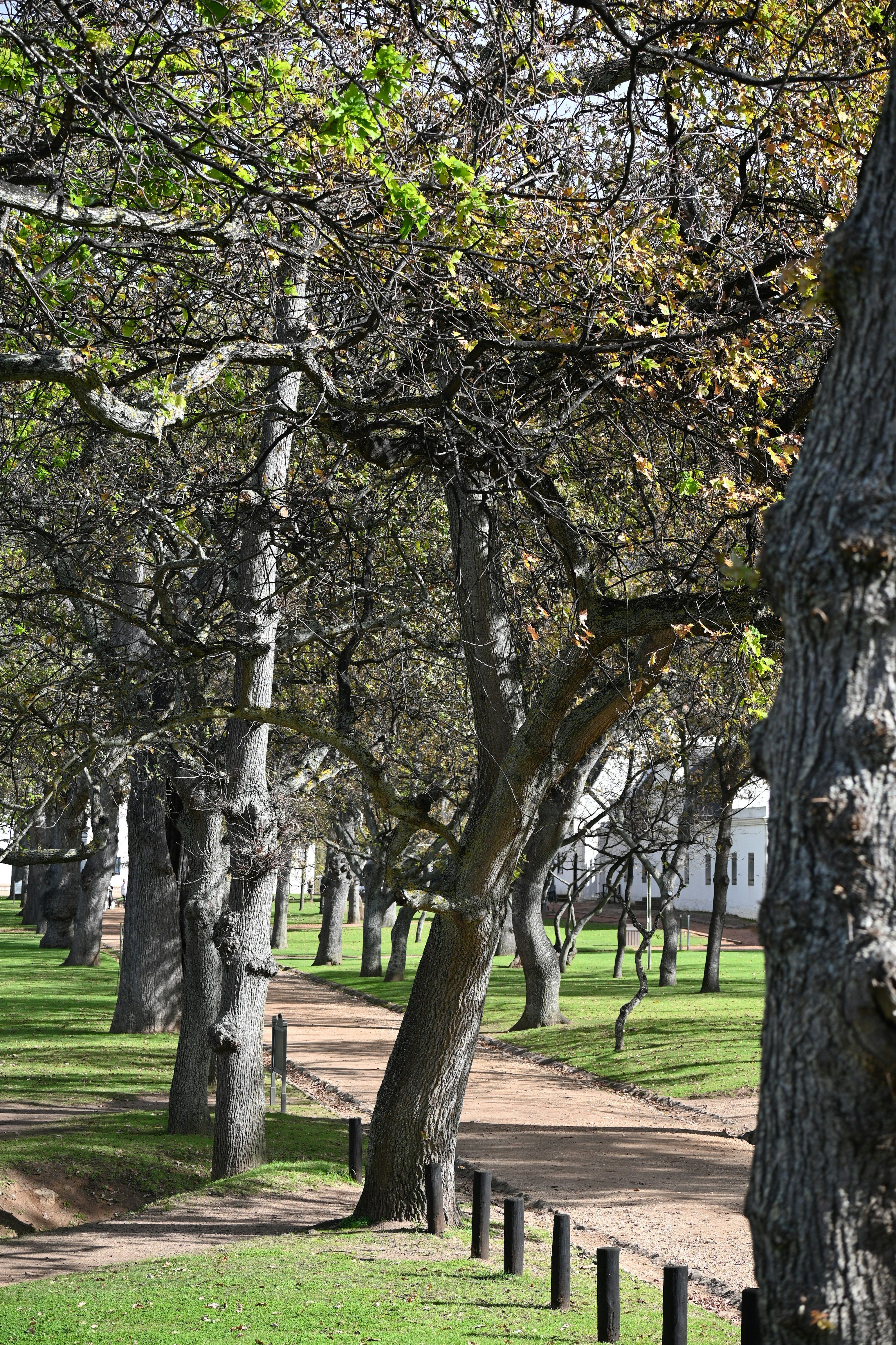 Constantia