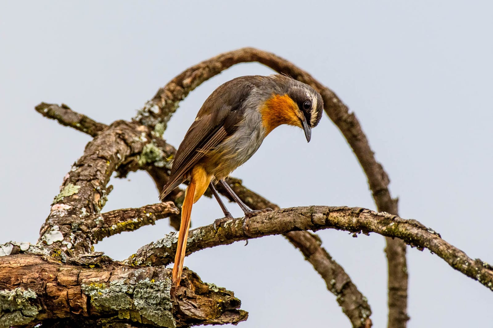 Cape Robin-Chat