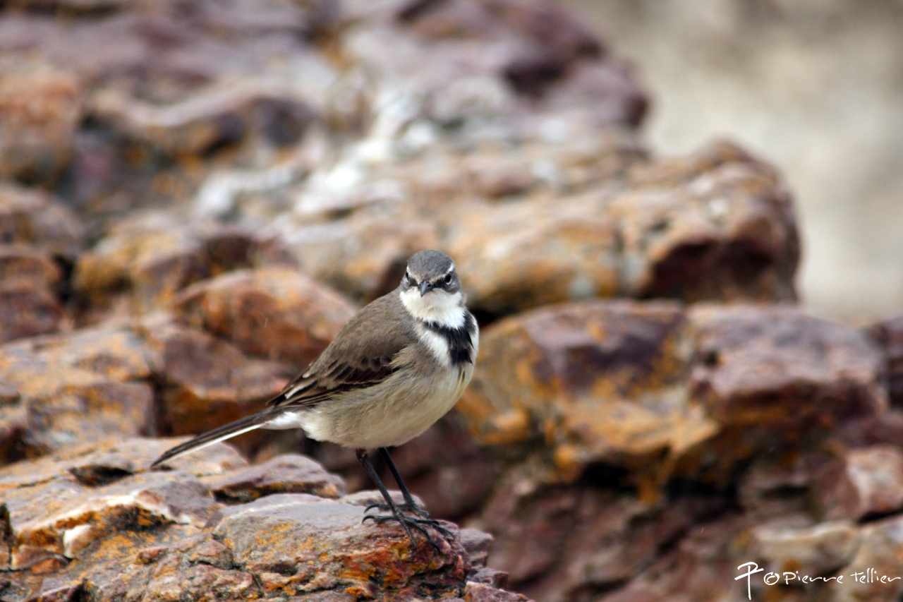 Cape Wagtail