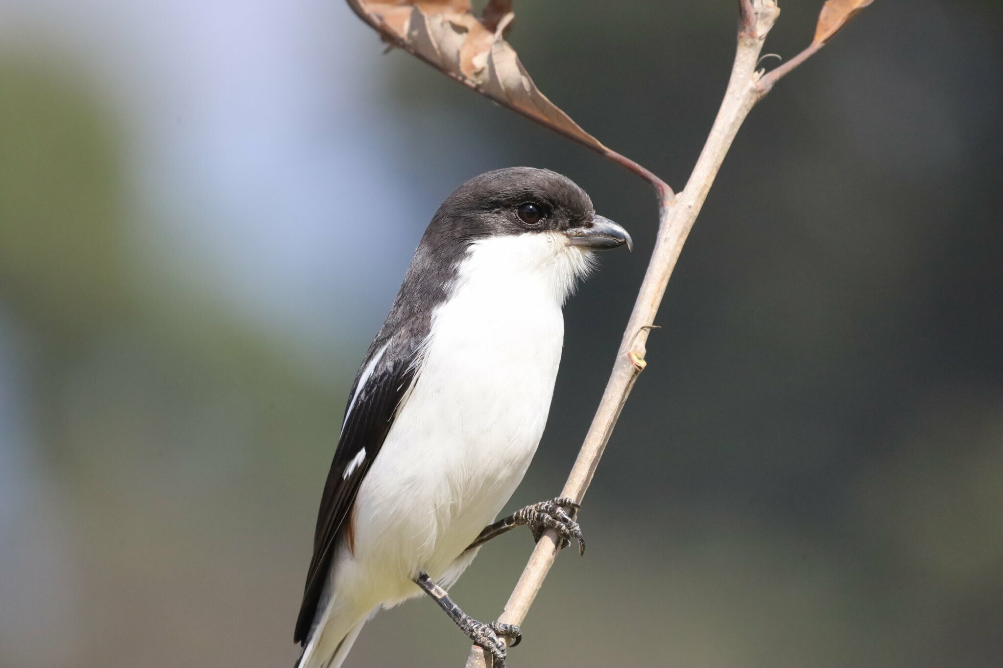 Southern Fiscal