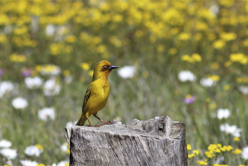 Cape Weaver