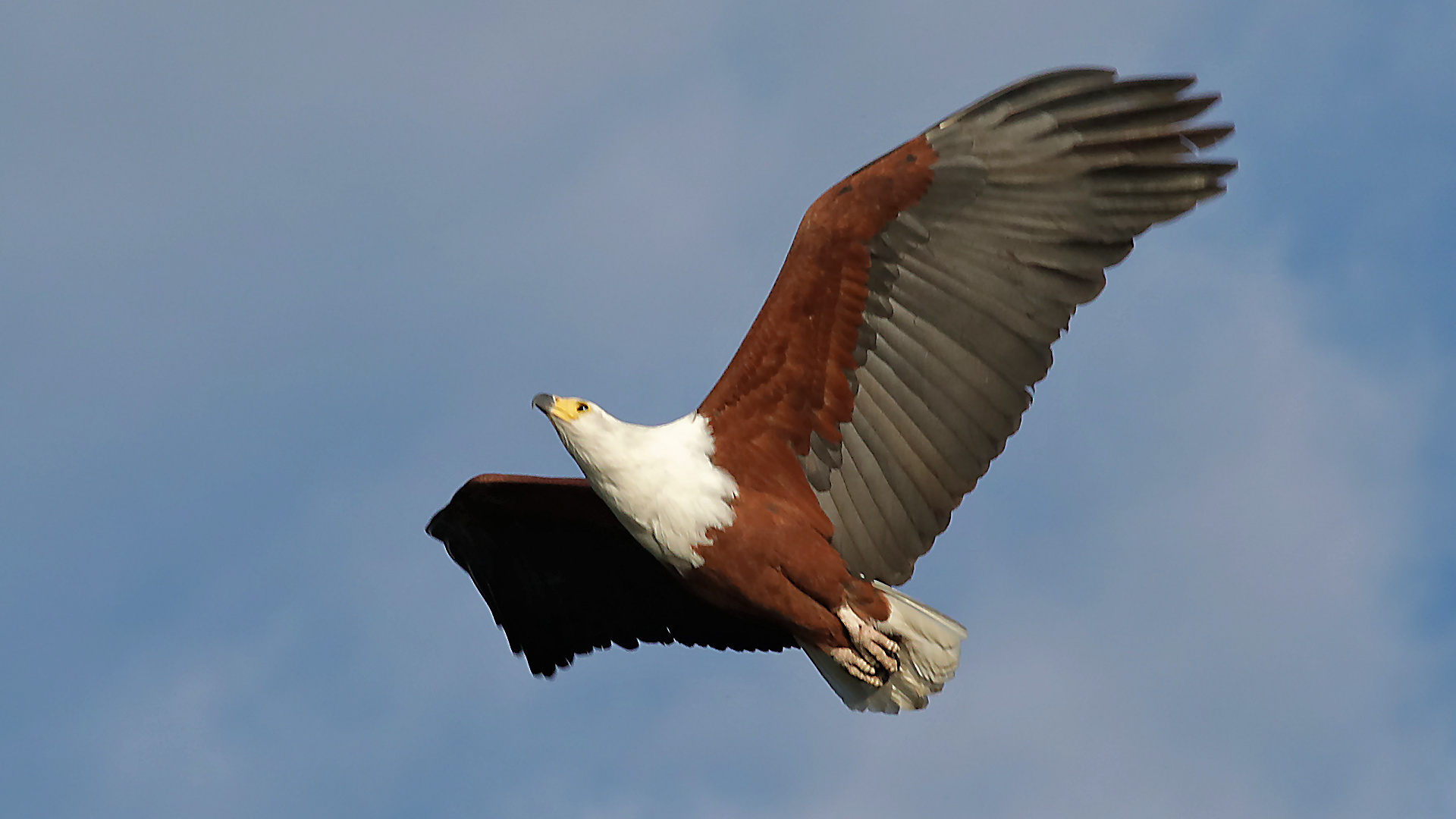 African Fish Eagle
