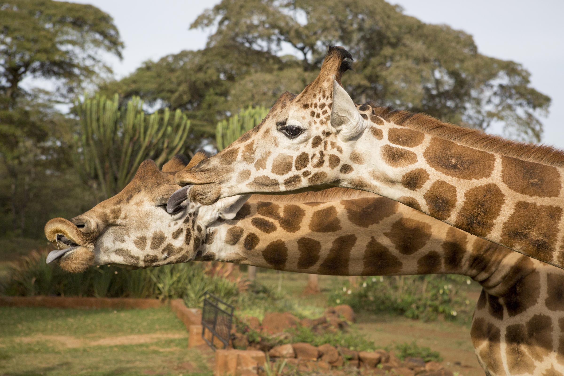A Rothschild’s giraffe at Giraffe Manor in Nairobi