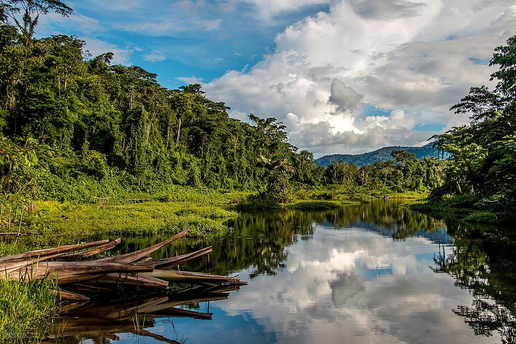 Selva