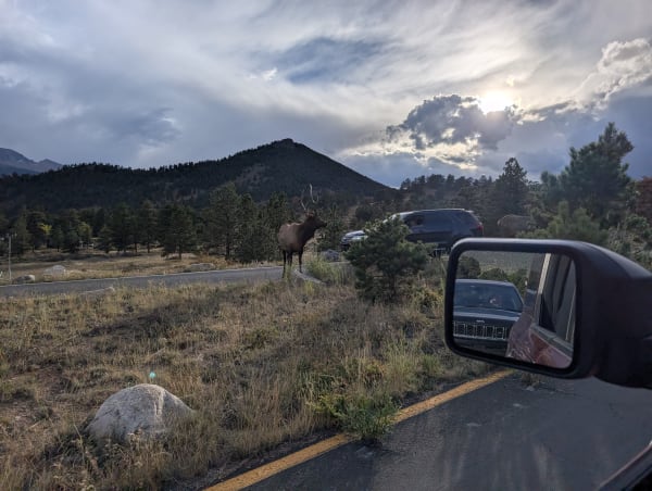 elk
